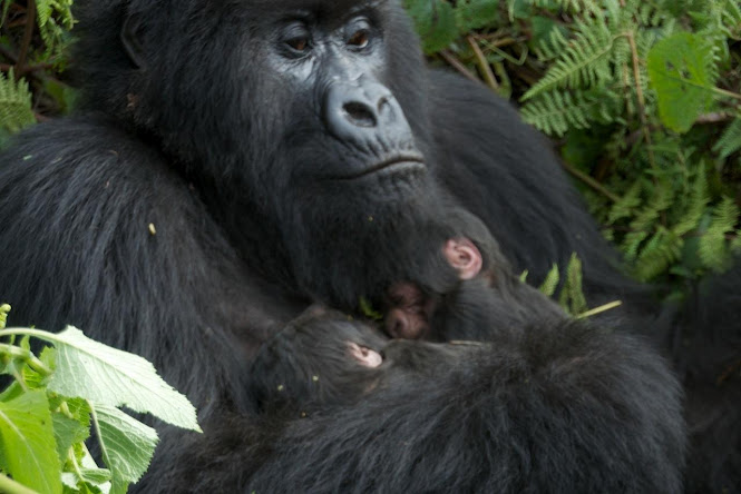 Gorilla Safaris Rwanda, Tracking, Trekking, Hiking tours, safari,
